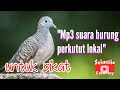 mp3 suara burung perkutut lokal untuk pikat dan pancingan bunyi #hobymanuk