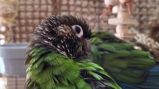 conure parakeet sounds for lonely birds to make them happy Net Worth