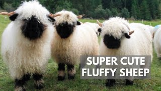 The Valais Blacknose Sheep | Fluffiest Animal Ever