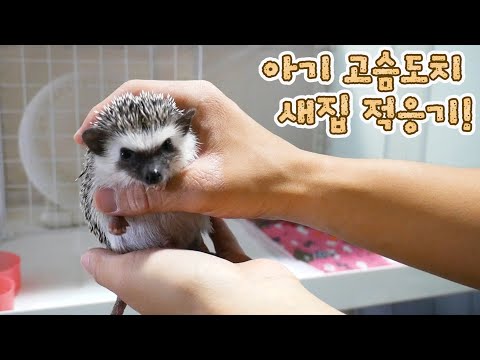 Rescued baby hedgehog adjusts to a new house : Baby diary journal