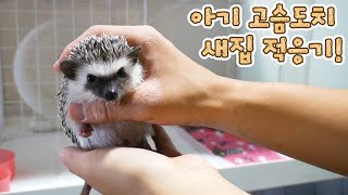 구조해온 아기 고슴도치 새집 적응기 : 육아일기