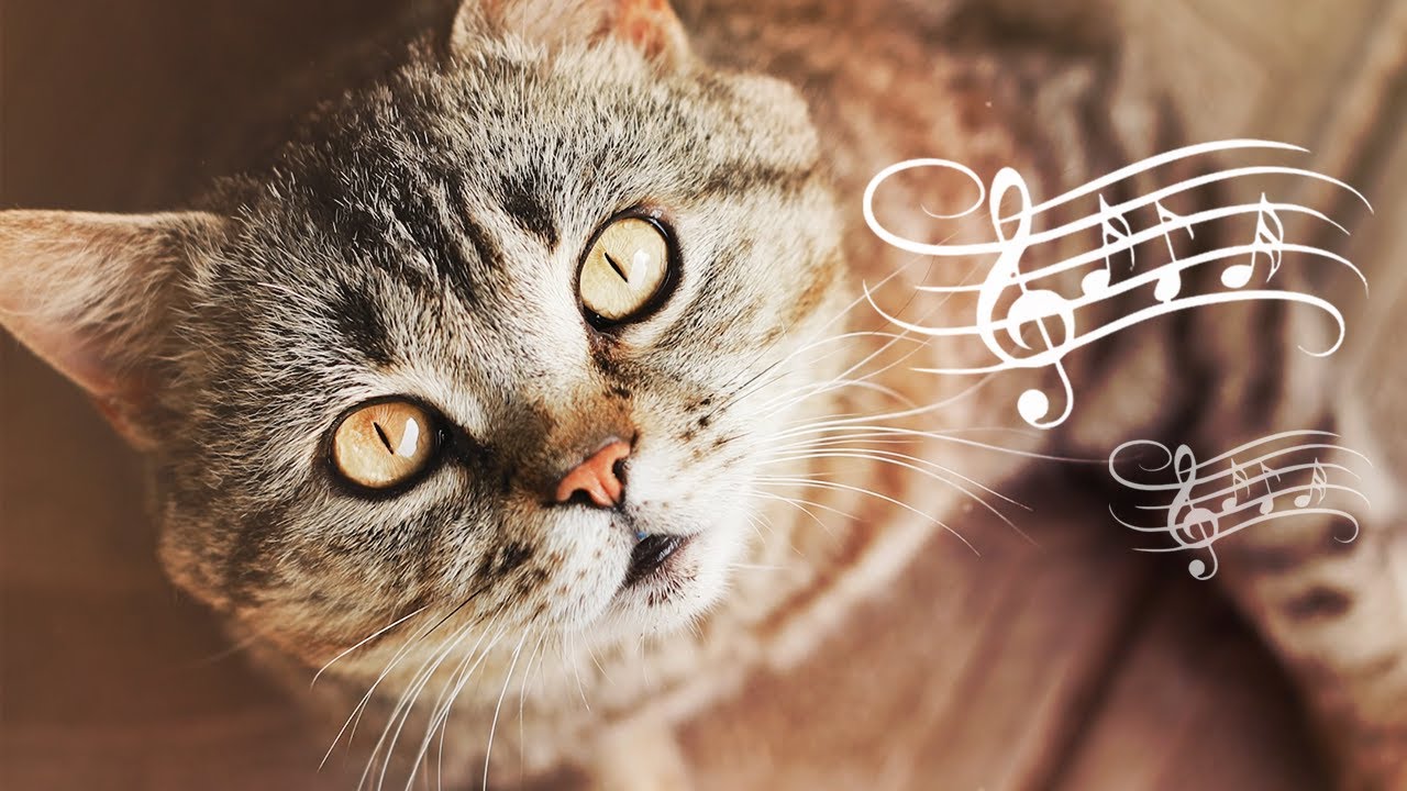 ♬ Music for Restless Cats 😻 Music Therapy ♬ Piano Cat Music