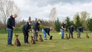 Kraftwerk K9 Obedience Training for Puppies: Where to Start