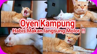 Si Oyen, Kucing Kampung Habis Makan Langsung Tidur, Gemoy banget  !!