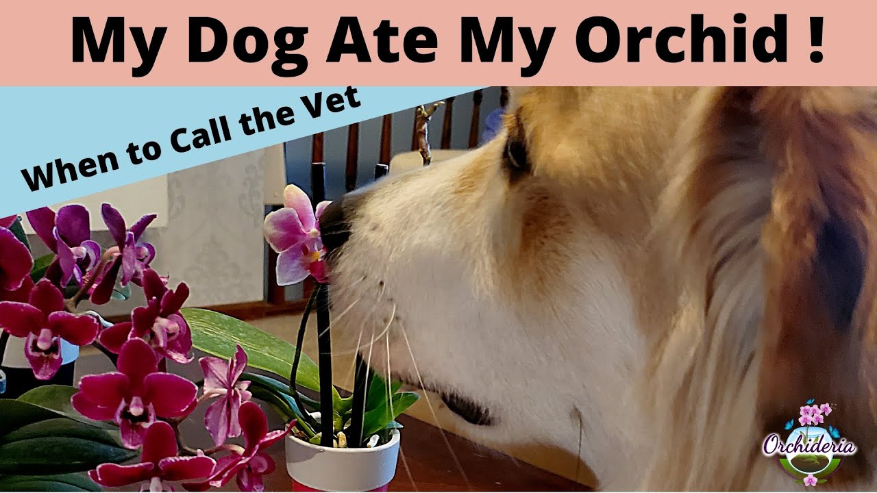 4 Reasons Why Orchids Can Be Harmful To Dogs