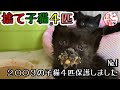 【猫　子猫　捨て猫　保護】200ｇの大きさの子猫４匹保護しました　その１