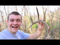 Shed Hunting!