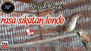 Kerak Basi alis putih gacor | kerak Basi rasa sikatan Londo | sikatan Londo KW