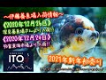 【伊藤養魚場入荷情報】2020年12月26日 深見養魚場さんより、24日 弥富東海市場より入荷しました!!