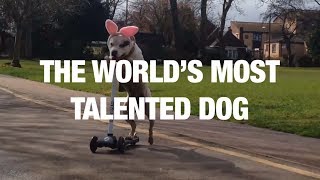 The World’s Most Talented Dog