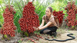 Harvesting Snake skin fruit (Salak) Has a shell that resembles snake skin Goes to the market sell