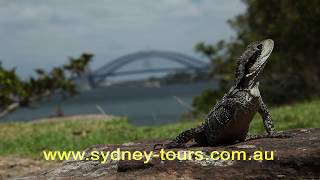 Blue Mountains Sydney Tour