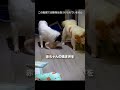 このお父さん犬がまさかの行動に出た 🐕😳