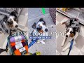 Service Dog Training: Public Access Training Ep. 1 ~ Joann: Down and Sit Stays | Australian Shepherd