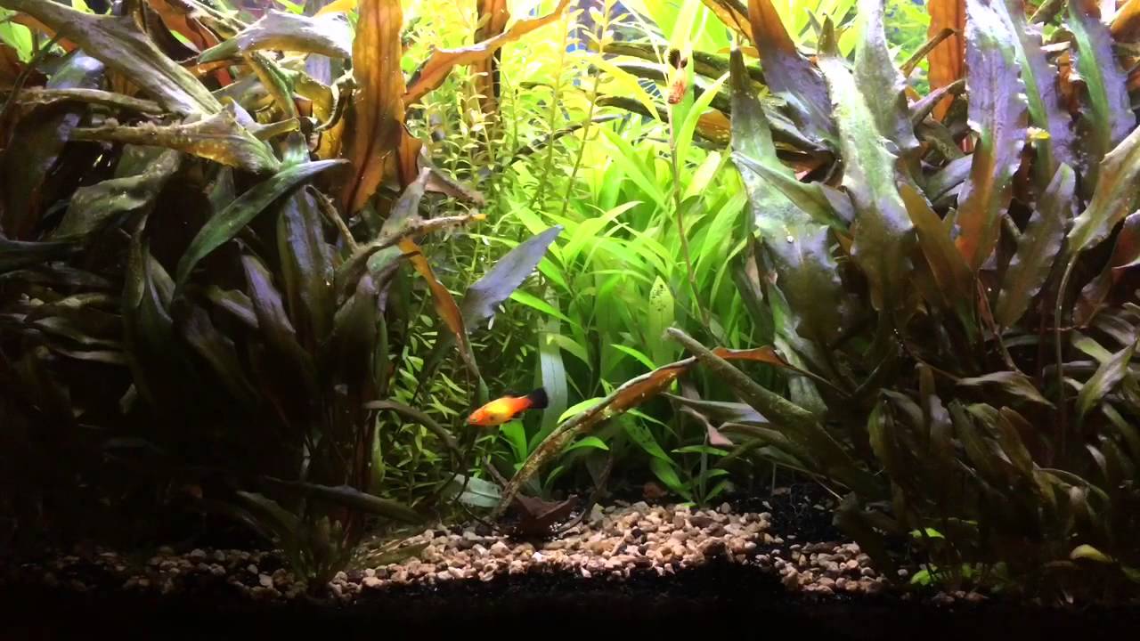 Il mio acquario - YouTube