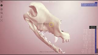 Canine skull and teeth - 3D Veterinary Anatomy