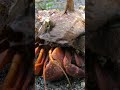 Sungut/antena kelomang bergerak mengamati benda sekitar #kelomang #umangumang #hermitcrab