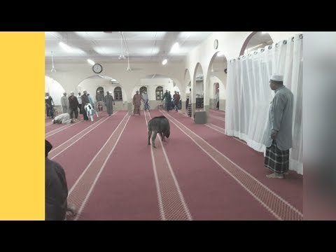 Gara-Gara Amukan Babi Hutan, Masjid Belanja RM34,000 Tukar Karpet Baru