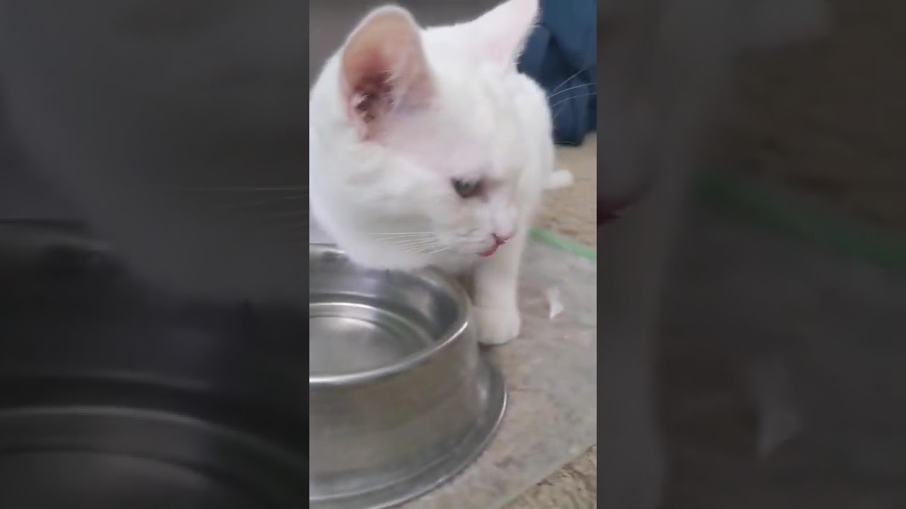 White van kedisi cat drinking water #shorts #ASMR #cat #cats #catoftheday