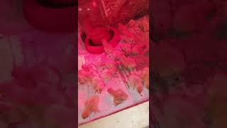 переселение птенцов в брудер-комуналку