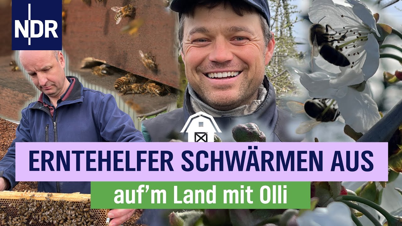 Bienen für die Kirschblüte – der Imker kommt! | Folge 11 | NDR auf'm Land mit Olli