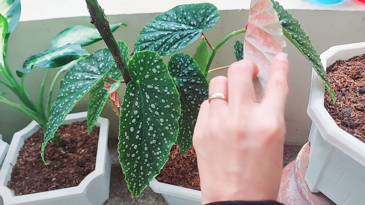 My Plants Aglaonema, Calathea, Dieffenbachia and other variety of plants.