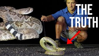 The Western Diamondback Rattlesnake: Everything You Need To Know!