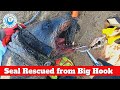 Seal Rescued from Big Hook