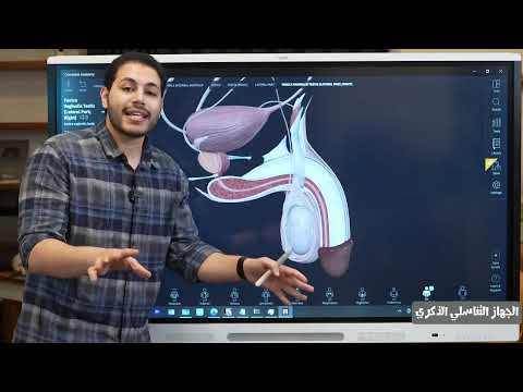 اقوي شرح للجهاز التناسلي الذكري بالافكار الجباره من المنصه هدية لطلاب اليوتيوب