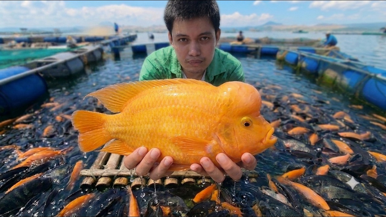 From Aquarium, Now Taal Lake's Most Invasive! (Midas Cichlid)