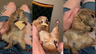 What Do Prairie Dogs Eat?