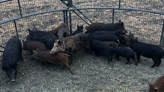 LARGEST trapped sow I’ve ever seen. 25 wild hogs.