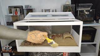 leopard gecko enclosure setup