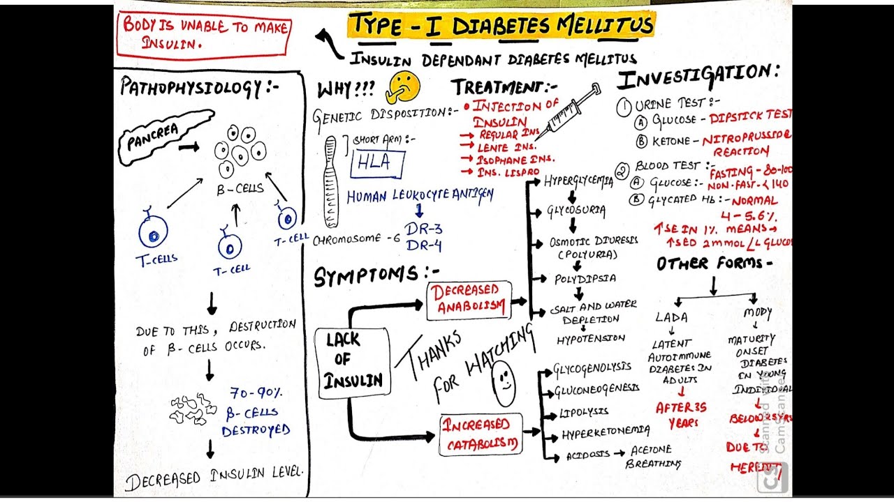 Diabetes mellitus (part-1) | type-I diabetes mellitus | pathophysiology, symptoms & treatment