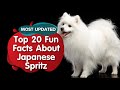 Top 20 Fun Facts about Japnese Spitz (MOST UPDATED) の動画、YouTube動画。