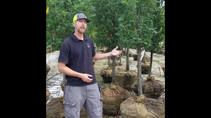 Lurvey Walk & Talk - Columnar Oaks
