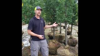 Lurvey Walk & Talk - Columnar Oaks