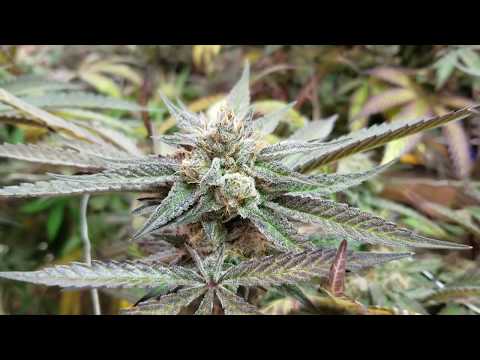 AlpinStash Original Marijuana/Cannabis Cultivar/Strain: Grape Grimoire