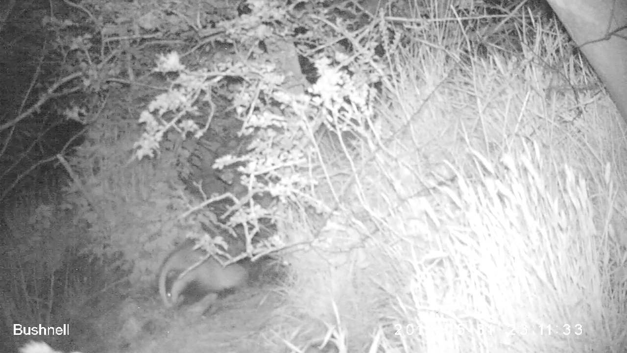 camera iphone 8 plus apk WildTees busy badger