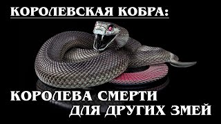 КОРОЛЕВСКАЯ КОБРА: Королева змей поедает своих подданных | Интересные факты про змей и рептилий