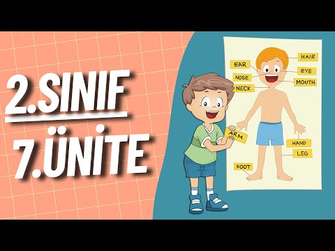 2. Sınıf İngilizce 7. Ünite | Body Parts | Vücudun Bölümleri