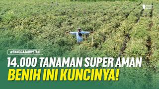 BEST CHILI SEED RECOMMENDATION!! EASY CARE, PEST & DISEASE RESISTANT, SUPER HEAVY YIELD!!