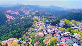 4K映像 桜の名所ドローン空撮「吉野山の千本桜 日本三大桜 」cherry blossom japan 世界遺産 上千本・中千本・下千本 金峯山寺 日本の四季 春 奈良県吉野町 4月上旬 絶景自然風景