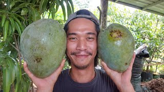 si jumbo, MANGGA COCONUT PAKISTAN