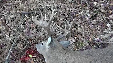 2015 Alberta whitetail deer hunt