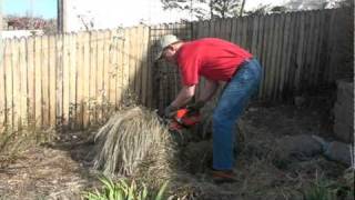 Pruning a  Karl Foerster Grass to promote the best spring growth