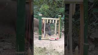 Build Unique Primitive Wild boar Trap wildanimal shortvideo