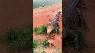 ⚠️ Crocodile Feeding Interactive: An Unexpected Misstep in the Dirt Shovel Throwing Game