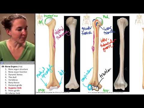 camera iphone 8 plus apk bones of upper limb