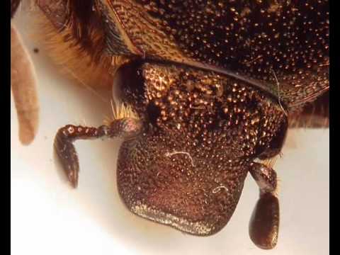 Insect Microscopy